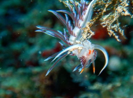 Bild_Nudibranch